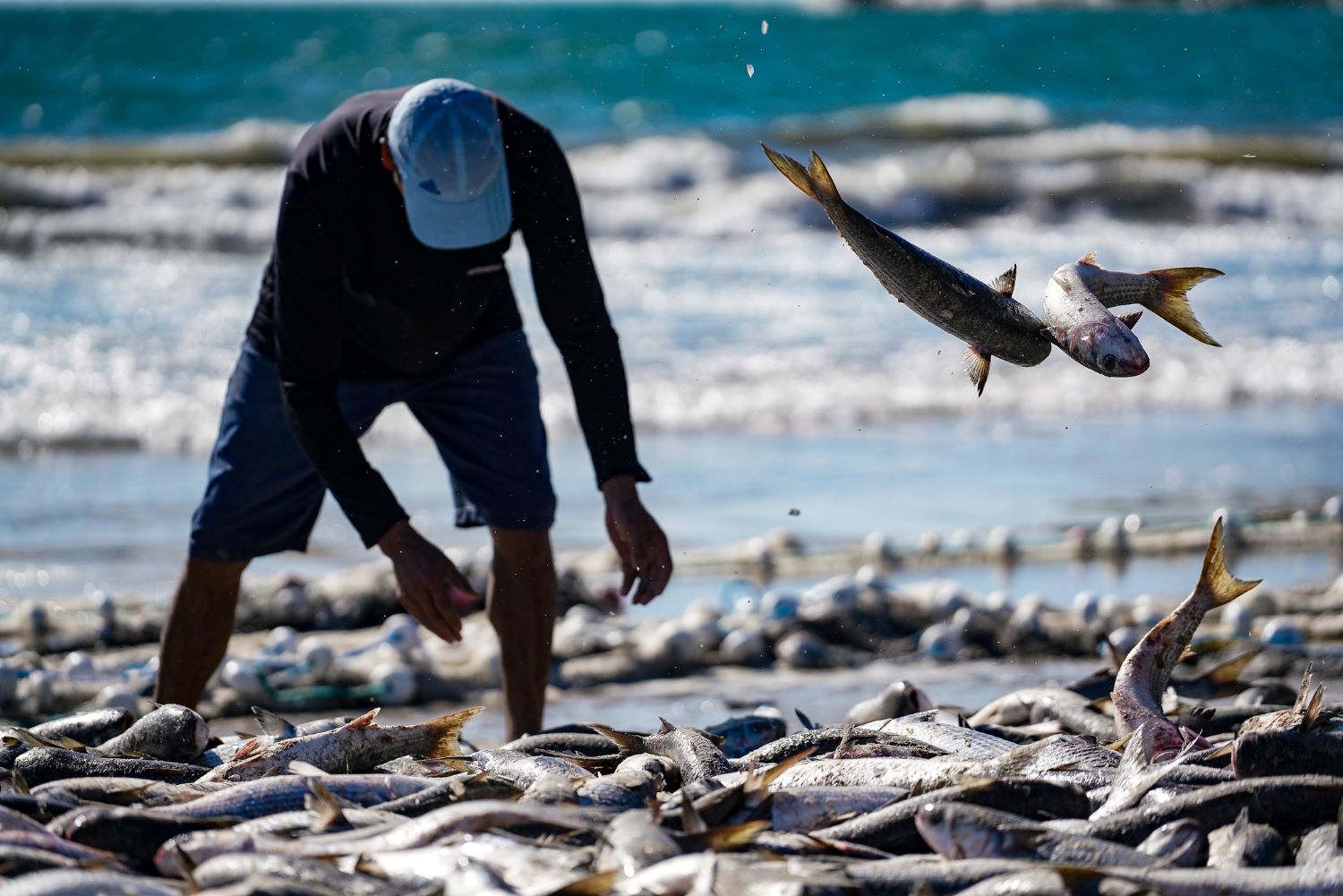 pesca tainha